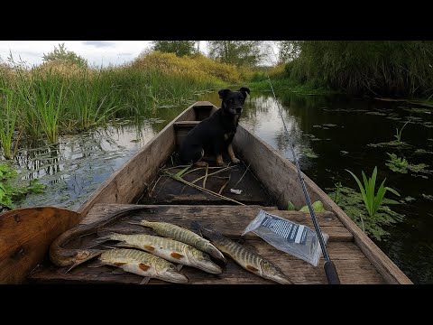 Видео: Осінній жор щуки на Стоході