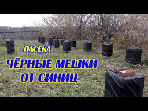 Видео: Пасека. ЧЁРНЫЕ МЕШКИ от синиц