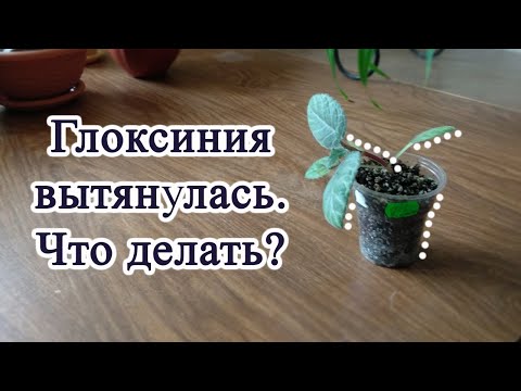 Видео: Глоксиния вытянулась.  Что делать?