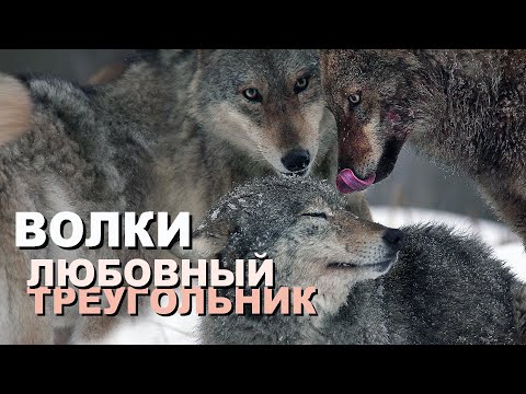 Видео: Волки - любовный треугольник в 4К | Film Studio Aves