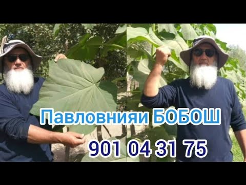 Видео: Павловния ва Бобо.