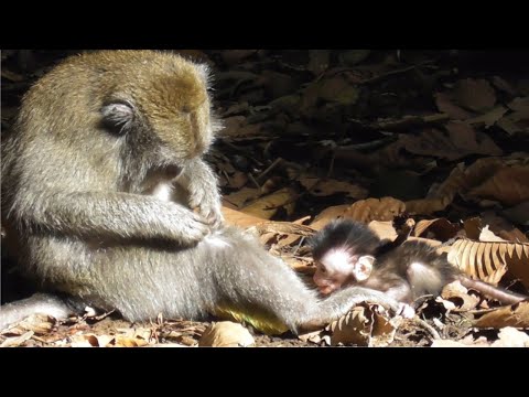 Видео: Бедный ребенок, его мать не хочет давать ему молока [2] [Пострадавшая обезьянка] #tuabangmonkey