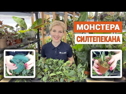 Видео: Монстера Сельтипикана – черенкуем на ваших глазах | Особенности ухода