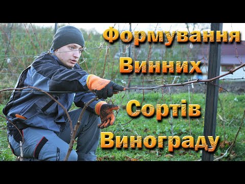 Видео: Обрізка технічного винограду, віяло, довга обрізка. Виноград перший, другий, третій рік росту