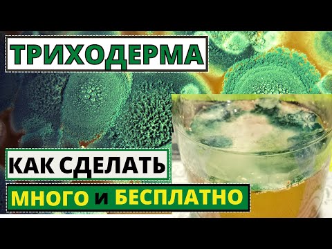 Видео: ТРИХОДЕРМА как размножить много и бесплатно? Как и заачем применять?