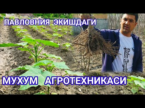 Видео: #павлония.  Павловния  кучатини  экишда нималарга этибор берилади