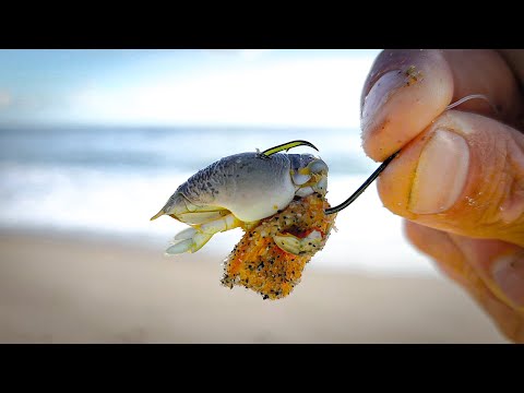 Видео: Это моя ЛЮБИМАЯ наживка для рыбалки на пляже - ПОМПАНО!