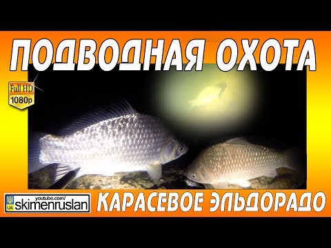 Видео: Подводная охота /  Карасёвое эльдорадо