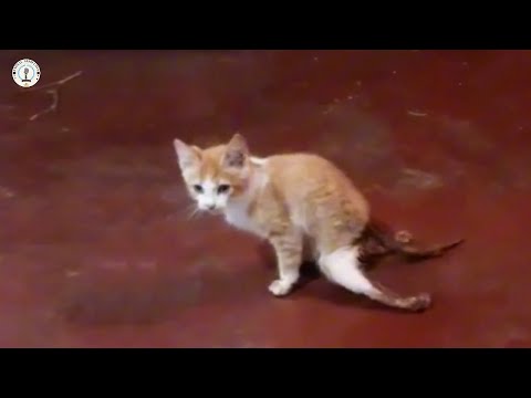 Видео: Он был готов к усыплению, пока ветеринар не выяснил, что его самая большая рана не была физической.