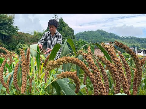 Видео: Куруза-первая из зерен.