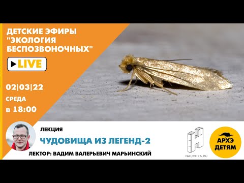 Видео: Детский эфир "Чудовища из легенд-2" курса "Экология беспозвоночных"