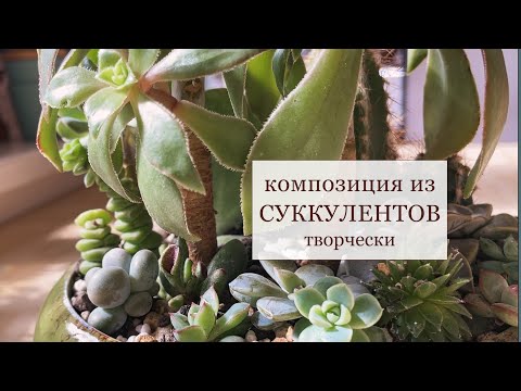 Видео: Как пересадить суккуленты? Делюсь опытом. / How to make a composition from succulents?