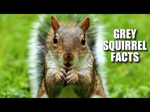 Видео: Факты о восточной серой белке: она же СЕРАЯ БЕЛКА 🐿️ Файлы с фактами о животных