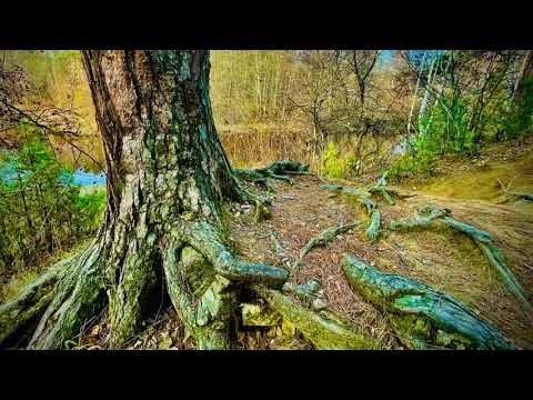 Видео: В осеннем лесу, окрестности Некрасовского моста , Асбест, Средний Урал 🍂🌲🍁🌿🌾🍂