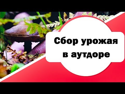 Видео: №52 Когда собирать урожай в аутдоре | советы и правила безопасности