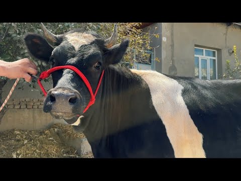Видео: Гугчинои ферма арзон Собирчон Спитомен 12 сентября 2025 г.