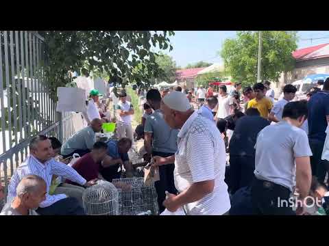 Видео: ТЕЗ ТОМОША ҚИЛИНГ! ЖИЗЗАХ КАБУТАР БОЗОРИ.