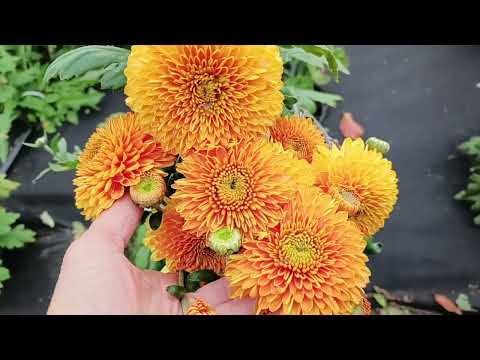 Видео: ПОЛЕ ИЗ ХРИЗАНТЕМ. ОБЗОР СОРТОВ НА ПРОДАЖУ.