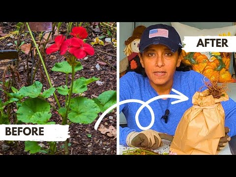 Видео: Как перезимовать герань в помещении | Подготовка к зиме: хранение герани зимой с открытой корнево...