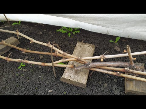 Видео: Возвратные заморозки не страшны!!!