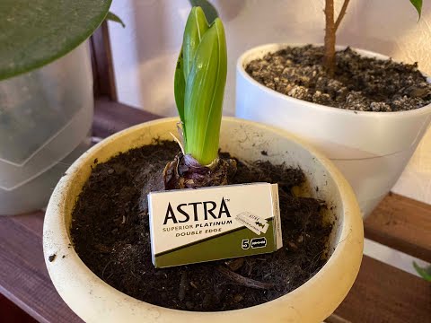 Видео: Лезвия astra superior platinum зеленые