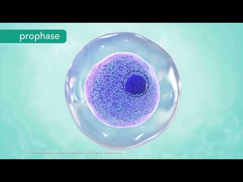 Видео: Митоз - фазы с объяснением (мой перевод)