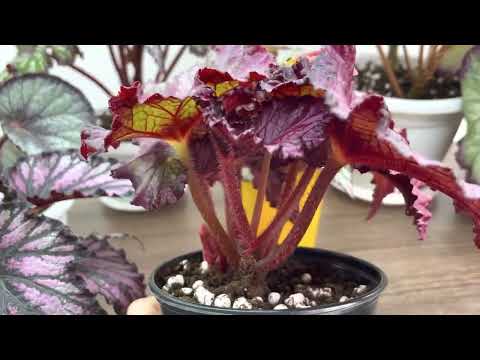 Видео: Бегонии. Пересчитываю сорта. Часть 3.