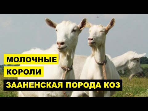 Видео: Зааненская порода коз описание, разведение, содержание | Козоводство | Молочные козы