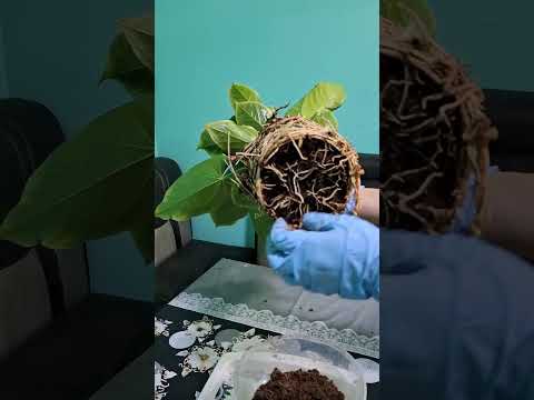 Видео: 20 апреля 2025 г.N°- 99.АНТУРИУМ ГУЛИНИ КУЧИРИ УТКАЗИШ ВА ПАРВАРИШИ.