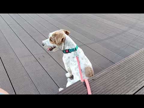 Видео: У меня теперь есть собака. 