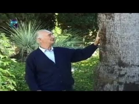 Видео: Алексей  Коркешко и знаменитый сочинский парк «Дендрарий»