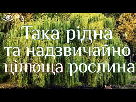 Видео: Така рідна та надзвичайно цілюща рослина