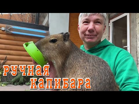 Видео: Люди, преданные зоопарку. И нужна ли мне капибара?