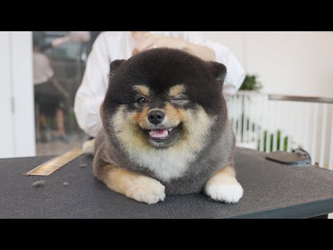 Видео: Это моя прелесть.