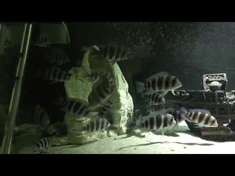 Видео: Фронтоза Бурунди. Моя разводня 13.02.2019г.