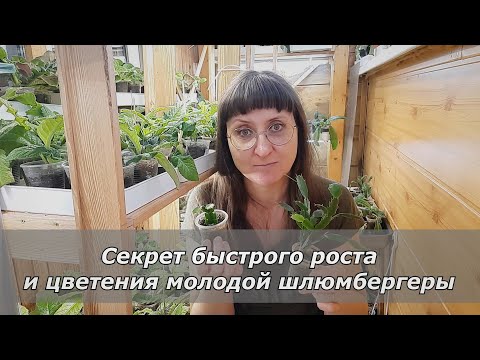 Видео: Мой секрет быстрого роста и цветения шлюмбергеры (декабриста).