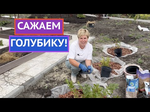 Видео: САЖАЕМ ГОЛУБИКУ ТАК, ЧТОБЫ СОБИРАТЬ УРОЖАЙ ВЕДРАМИ!