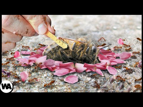 Видео: Что Делают Муравьи, Когда Умирает Пчела?