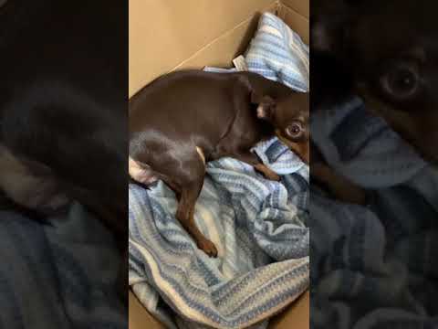 Видео: Роды Той терьера