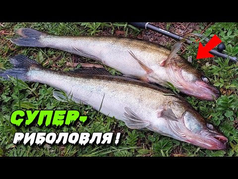 Видео: ТУТ БАГАТО РИБИ. Десна 2025 - Як і на Що?
