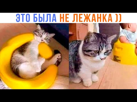 Видео: ЭТО БЫЛА НЕ ЛЕЖАНКА ))) | Приколы с котами | Мемозг 1387