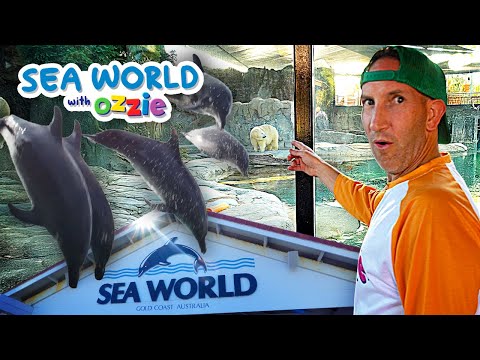 Видео: Морское приключение Оззи | Незабываемые аттракционы и удивительные морские животные
