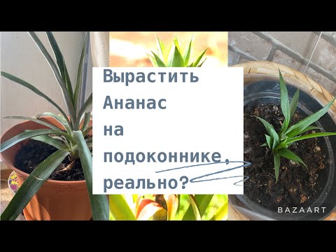 Видео: Как вырастить Ананас? /Ананас на подоконнике/Ананас в квартире