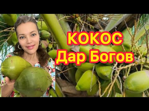 Видео: КОКОС ПП 🥥 ИСЦЕЛЯЮЩИЙ ДАР ПРИРОДЫ 🥥 ЛУЧШЕЕ СРЕДСТВО ДЛЯ ОЗДОРОВЛЕНИЯ ВСЕГО ОРГАНИЗМА 🥥 СПАСАЕТ ЖИЗНЬ