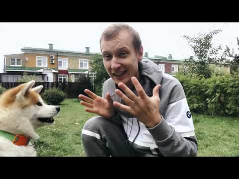 Видео: Порода собак Японская Акита-Ину. Описание породы. Мнение кинолога.