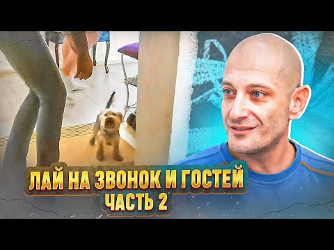 Видео: Лай на гостей и на звук домофона ( Йорк терьер Жози.Часть 2)