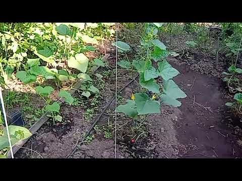 Видео: Капельный полив для огурцов
