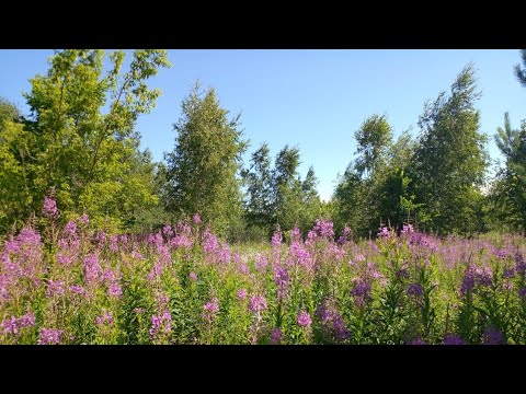 Видео: ИСКИТКЕЧ МАТУР ҖЫР СЕЗНЕҢ ӨЧЕН 🔥 ФЛҮЗӘ ГИЛЕМХАНОВА 💟КАЕННАР АРАСЫНДА💟