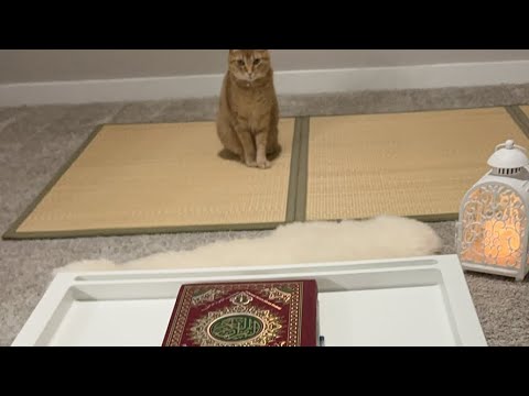 Видео: Daniella Дана Yussupbek is live!