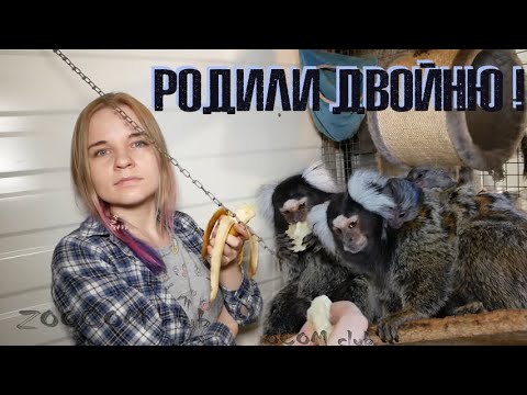 Видео: Детеныши у белоухих игрунок родились!